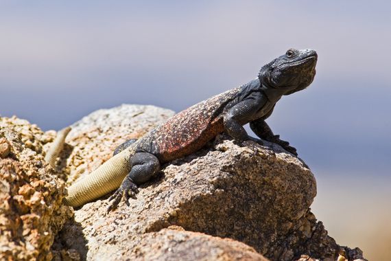 Chuckwalla (Sauromalus ater)