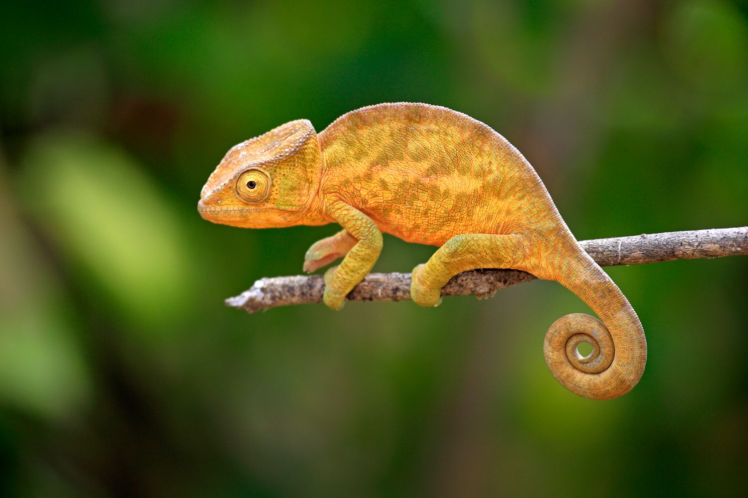 Globe-Horned Chameleon - Calumma globifer