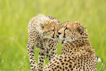 Mother Love Cheetah is lying down in the grass