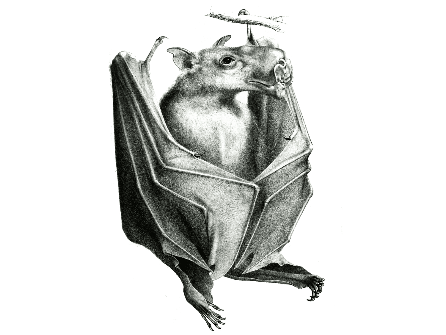 Hammer-headed bat