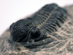 Phacops trilobyte