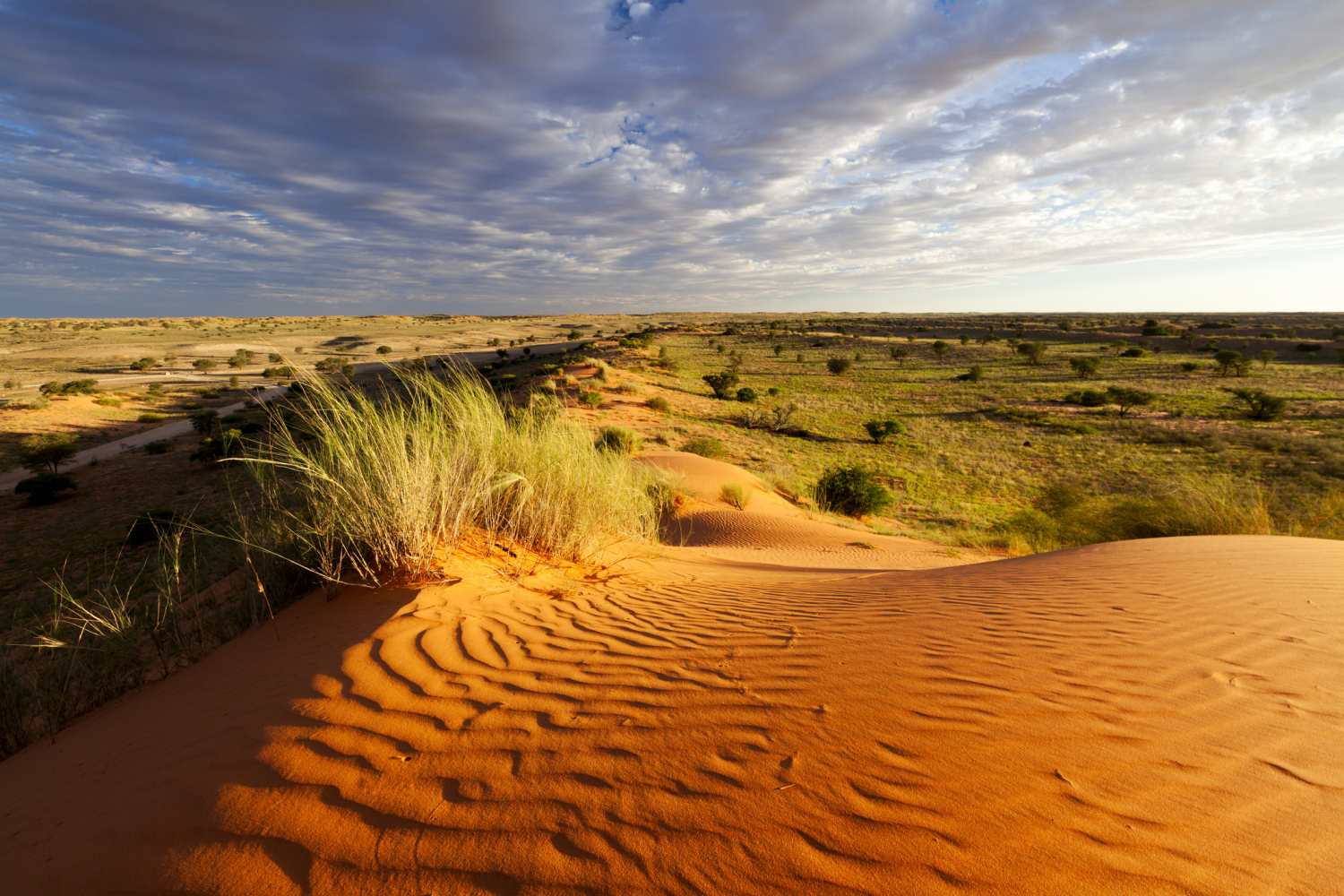 Kalahari Desert