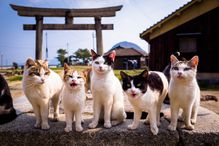 Cats on Sanagi Island in Kagawa, Japan with traditional architecture in the background.