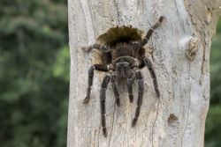 A Brazilian salmon pink bird eating tarantula spider