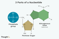 Illustrated depiction of the 3 parts of a nucleotide