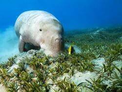 Dugong and Cleaner Fish on Seagrass