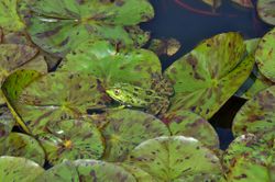 Green Frog Well Camouflaged Amont Waterlily Leaves