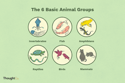 Illustration depicting each of the six basic animal groups