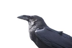 Crows are among the smartest animals.