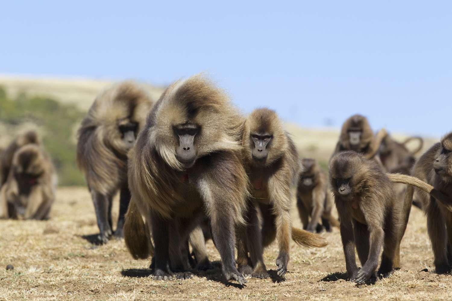 baboons