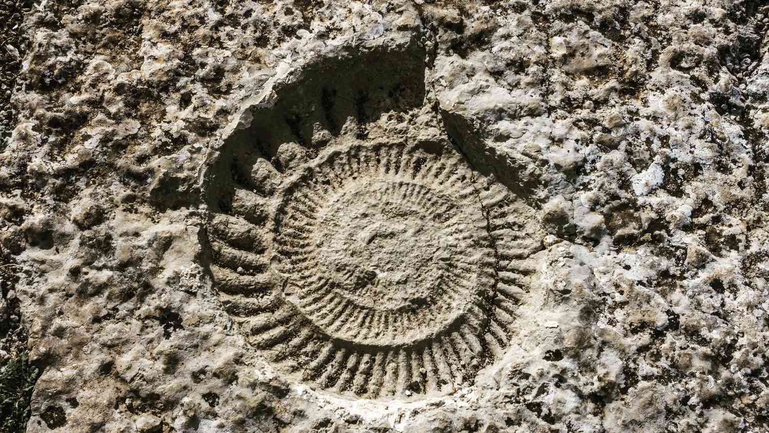 Ammonite fossil on rock