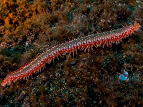 Bearded fireworm