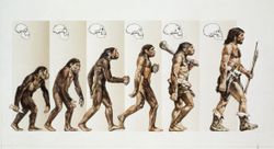 Drawings of evolution of humans from apes