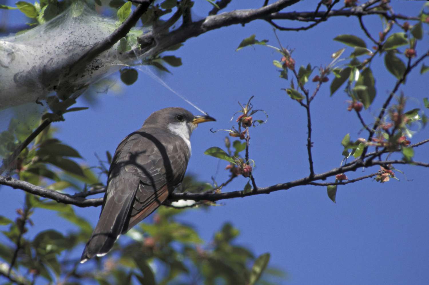 Bird perched near caterpillar tent.