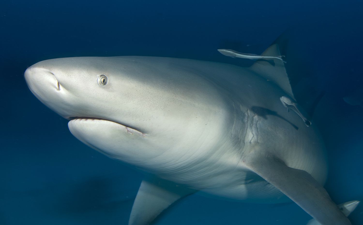 bull shark