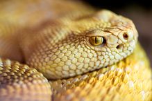 An albino western diamondback rattlesnake