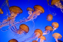 Sea nettles in an aquarium