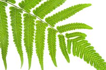 An adult fern produces spores.