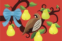 partridge in a pear tree