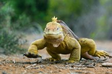 This Galapagos land iguana is one of about 30,000 species of tetrapods alive today.