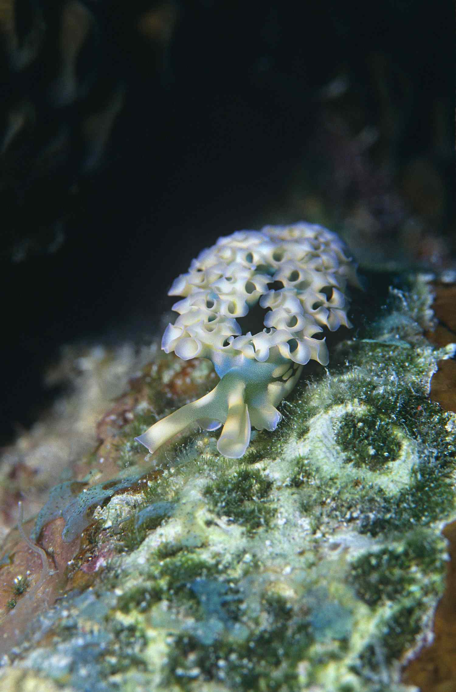 Lettuce Leaf Nudibranch camouflaged