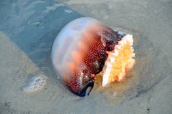 Cannonball jellyfish washed ashore in South Carolina