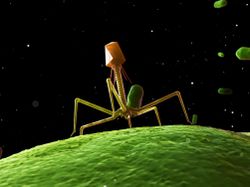 Bacteriophage, computer artwork.