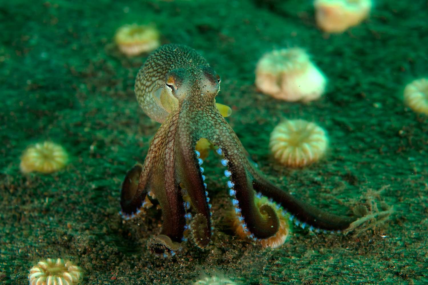 Octopus on ocean floor.