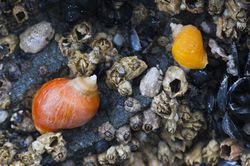 Emarginate Dogwinkle Snails