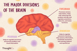 Major divisions of the brain illustration