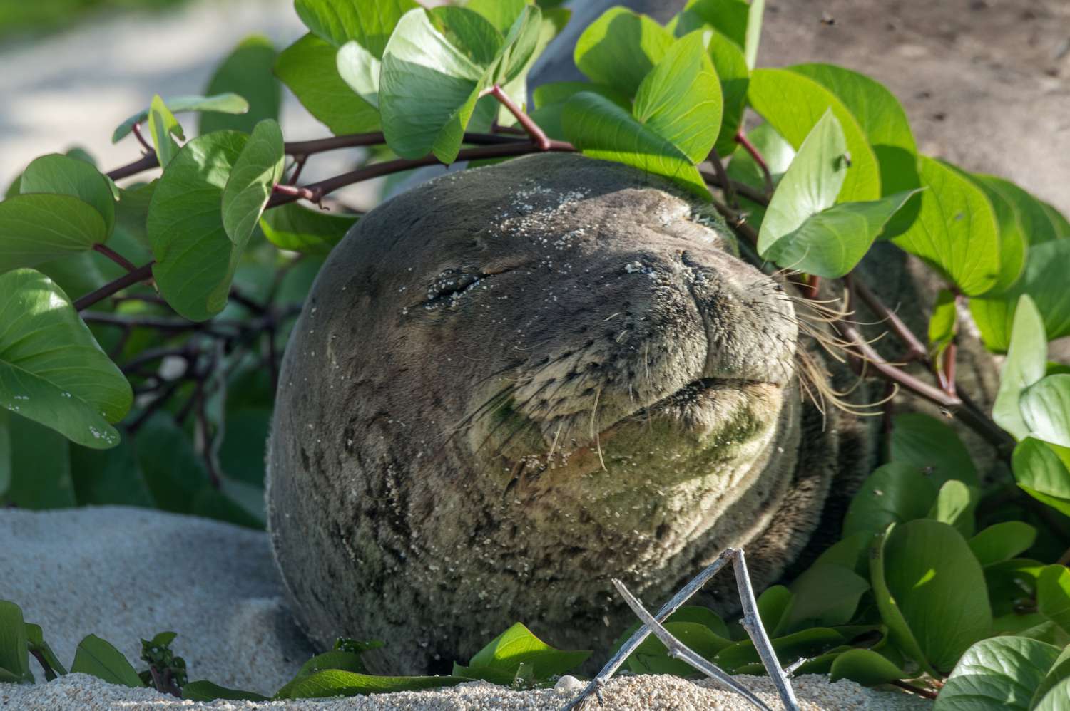 Hawaiian monk seal