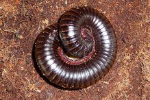 African giant millipede