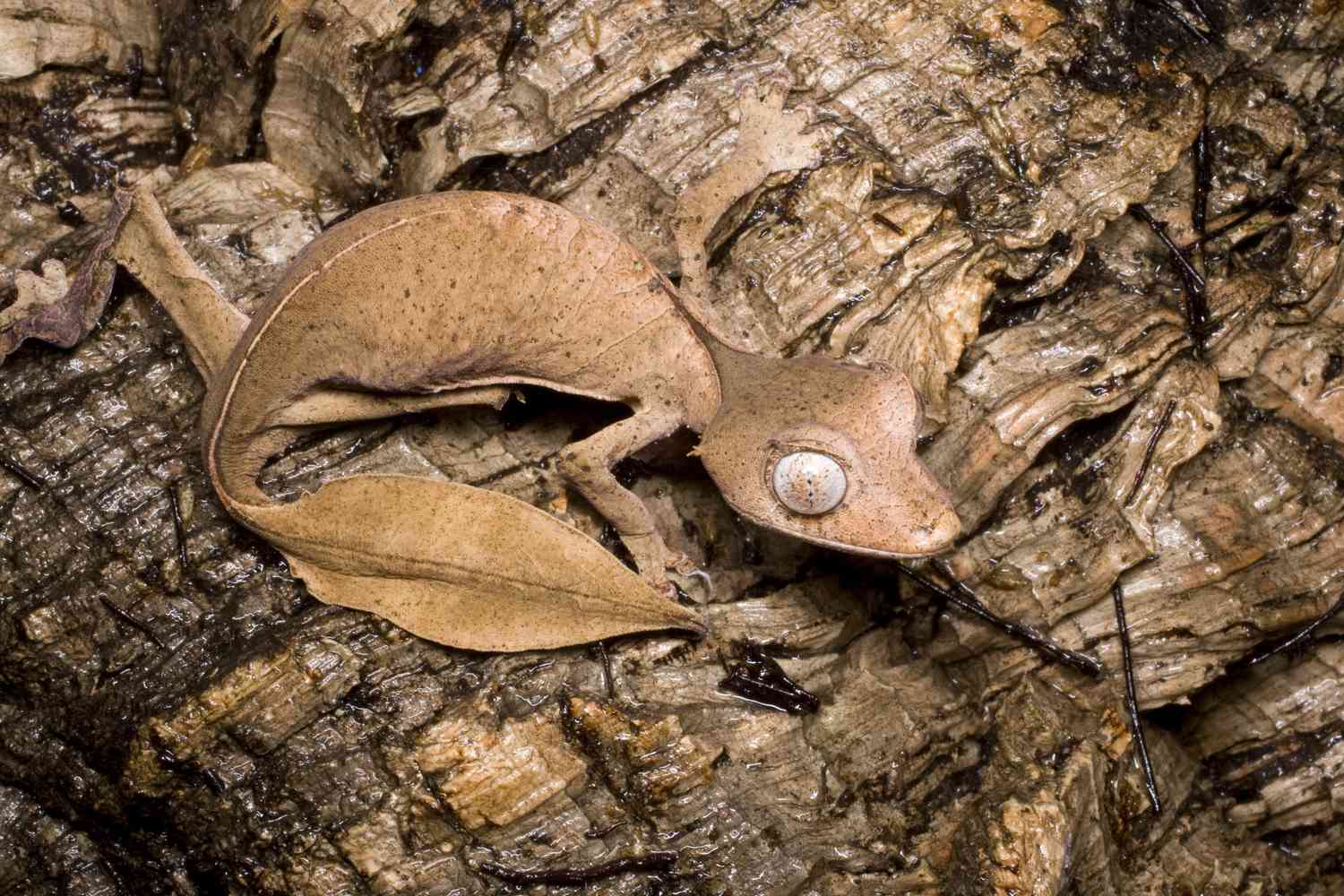 Close-up photo of satanic leaf-tailed gecko.