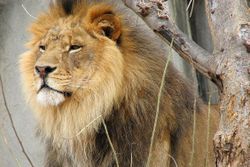 Close up of a lion next to tree