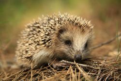 Close up of a Hedgehog, Erinaceidae