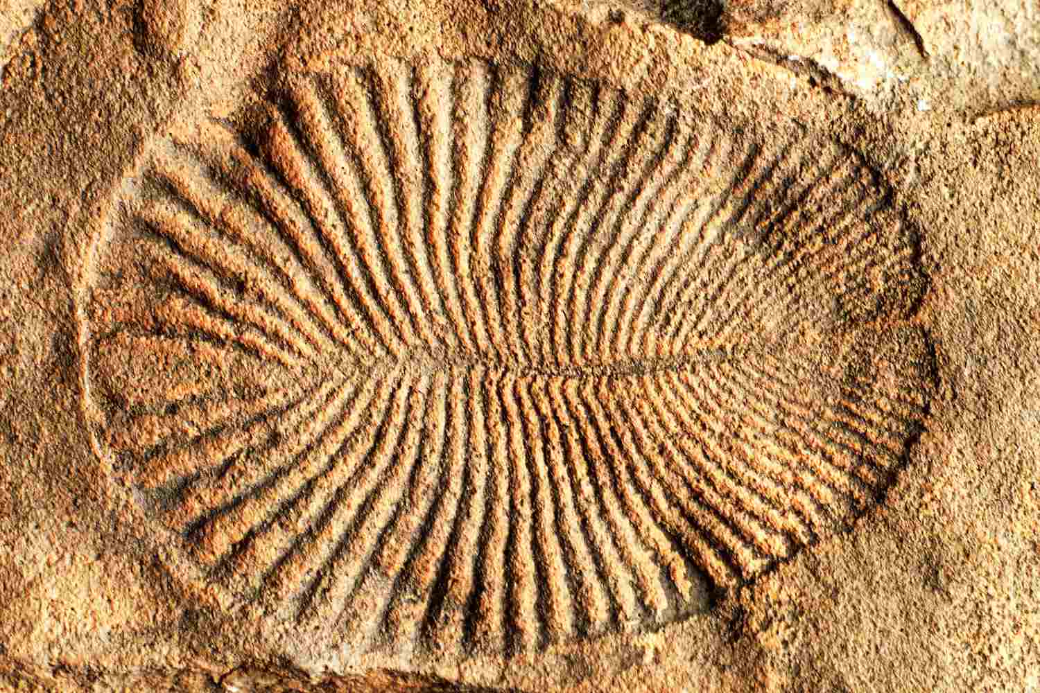 Fossil of Dickinsonia costar