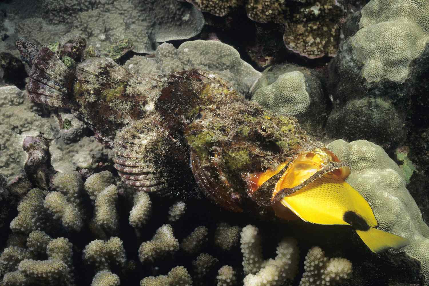 Devil scorpionfish with butterflyfish in mouth, Hawaii