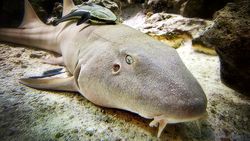 Nurse Shark (Ginglymostoma cirratum)