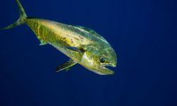 Bull dolphin fish or mahi-mahi