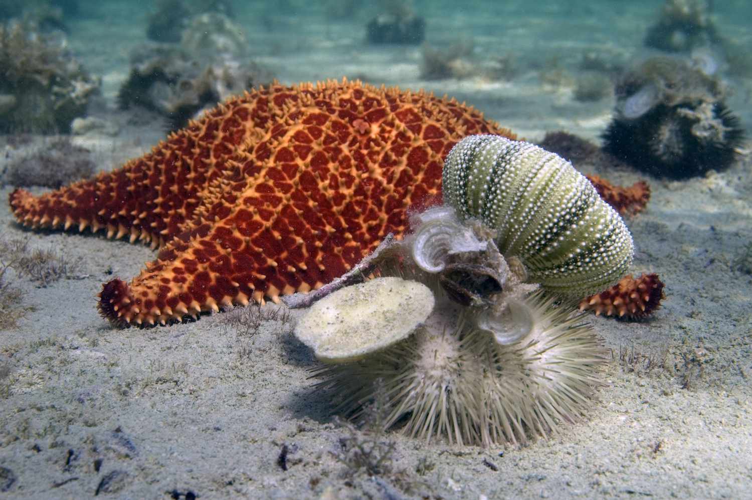 Urchin carrying objects for camouflage, including skeleton of another sea urchin, with cushion sea star in background, Curacao, Netherlands Antilles