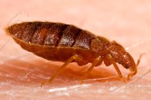 Bed bug on human skin close up.