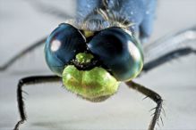 Dragonfly face close-up.