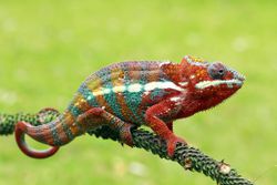 An extremely colorful chameleon in Indonesia
