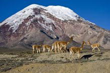 El Chimborazo and vicuñas