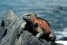 Marine iguana on Santa Cruz Island in the Galapagos