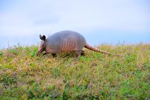 Nine-banded armadillo