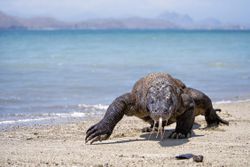A Komodo Dragon crawling on a beach