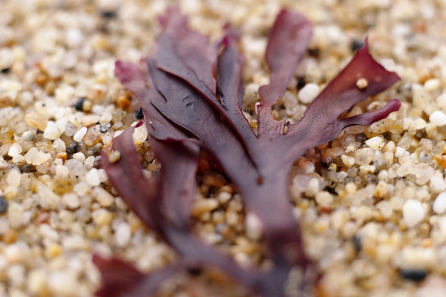 Rhodophyta seaweed