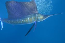 An Atlantic sailfish mugs for the camera in Mexico