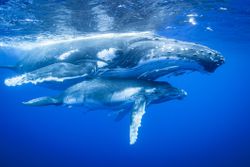 Humpback Whales